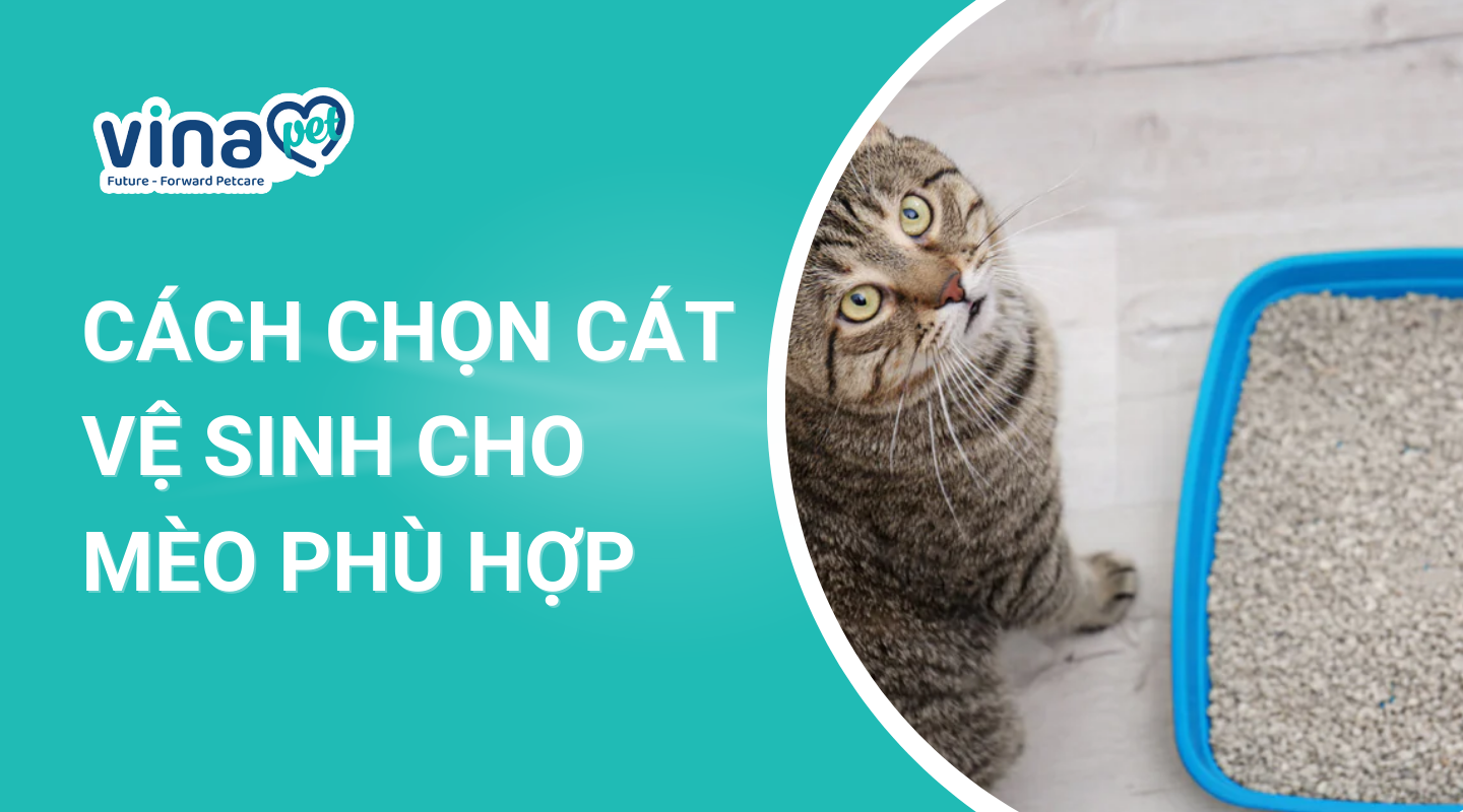 cách chọn cát mèo