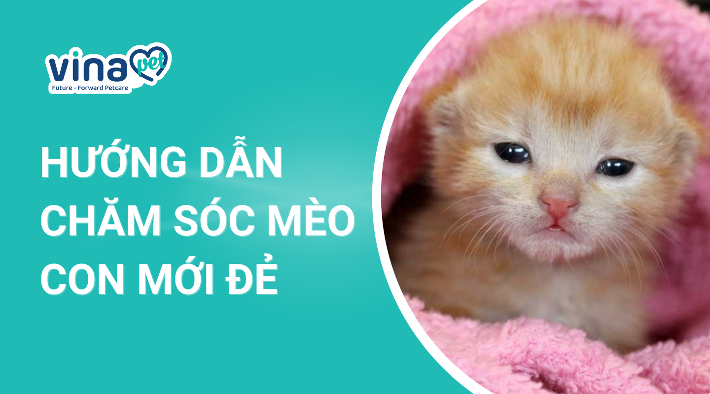 Mèo con mới đẻ